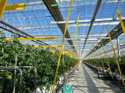 図４：振動発生装置「トマタブル®」（丸印）を設置したトマト栽培施設（（株）未来彩園・宮城県）